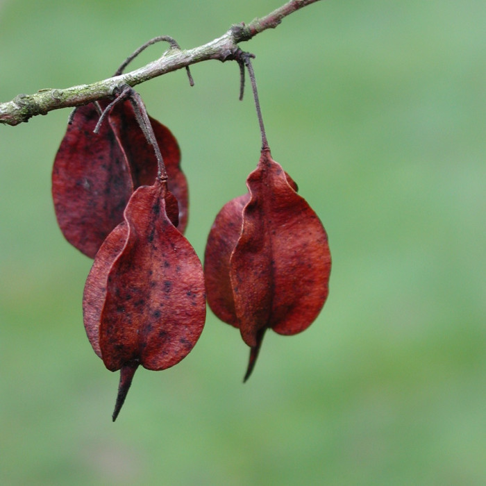 Halesia carolina