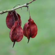 Halesia carolina