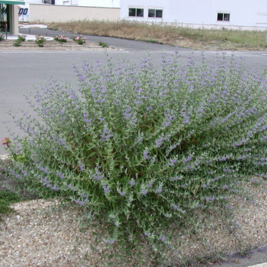 Caryopteris x clandonensis 'Heavenly Blue'
