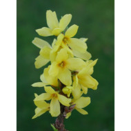 Forsythia MAREE D'OR® 'Courtasol'