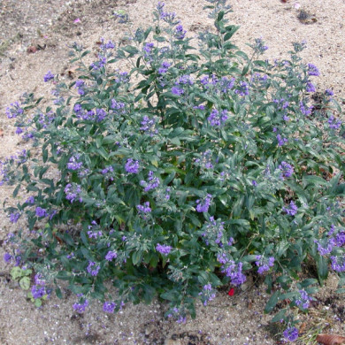 Caryopteris x clandonensis 'Kew Blue'