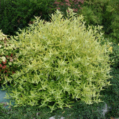 Caryopteris x clandonensis 'Worcester Gold'