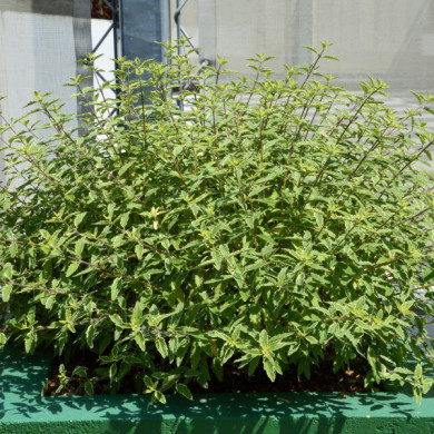 Caryopteris x clandonensis 'Worcester Gold'