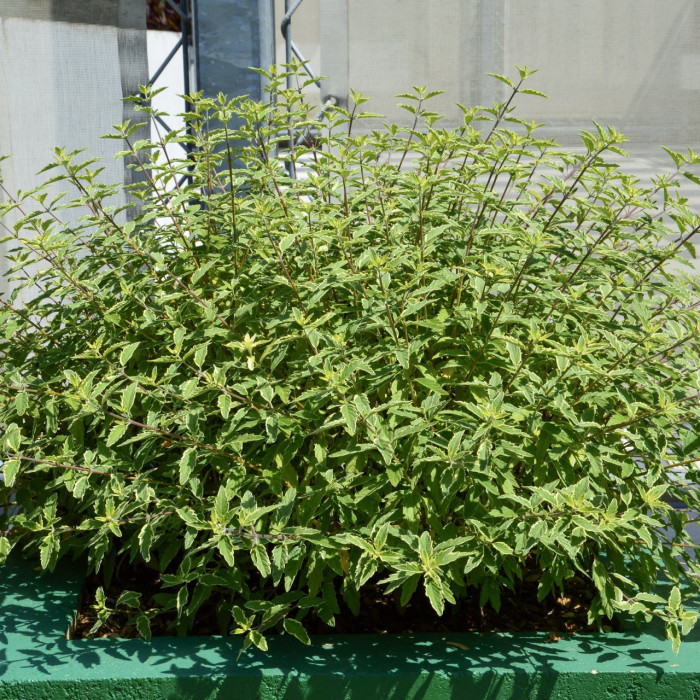 Caryopteris x clandonensis 'Worcester Gold'