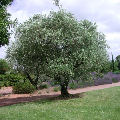 Olea europaea