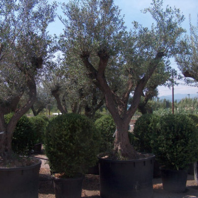 Olea europaea