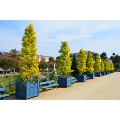 Ginkgo biloba Blagon®