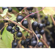 Cassissier 'Blackdown'