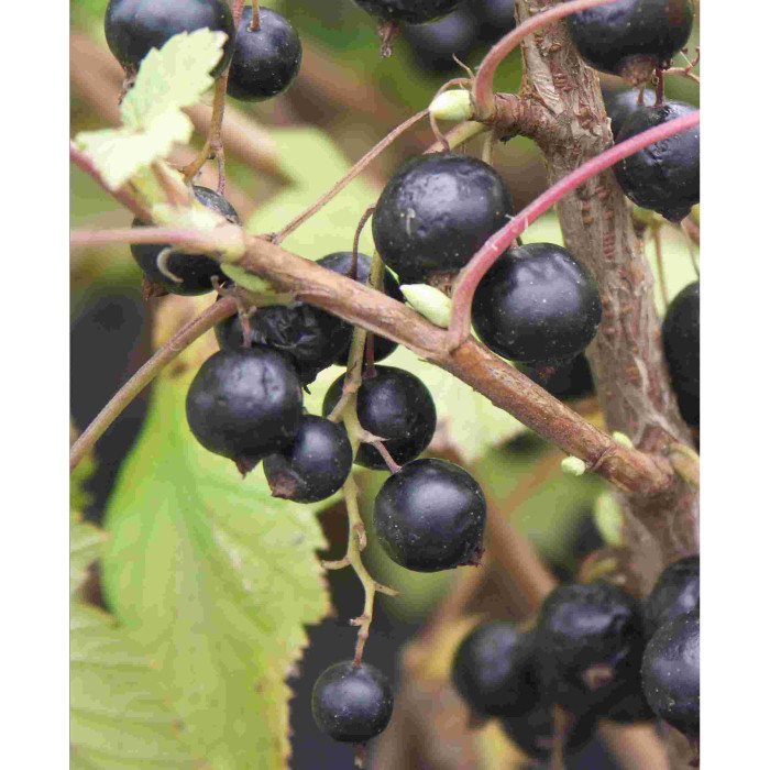 Cassissier 'Blackdown'