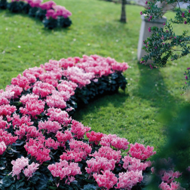 Cyclamen hederifolium 'Ivy Ice Rose'