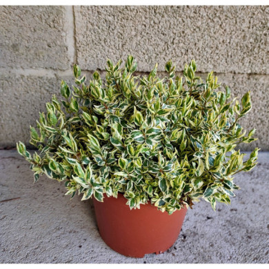 Abelia x grandiflora Pink Lady