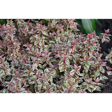 Abelia x grandiflora Pink Lady