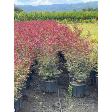 Acer palmatum 'Shaina'