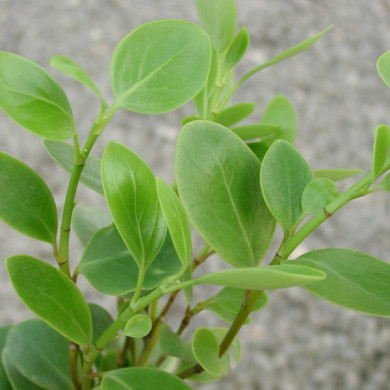 Griselinia littoralis