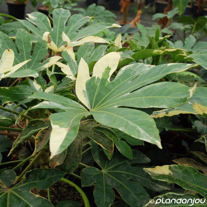 Fatsia japonica 'Variegata'