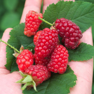 Mûre-framboise 'Yantay' BOUNTY BERRY