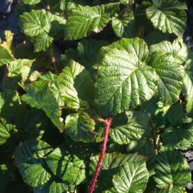 Mûre-framboise 'Yantay' BOUNTY BERRY
