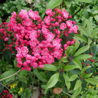 Kalmia latifolia 'Ostbo Red'
