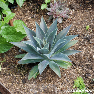 Mangave 'Lavender Lady'