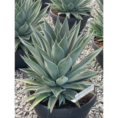 Mangave 'Lavender Lady'