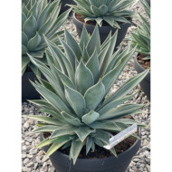 Mangave 'Lavender Lady'