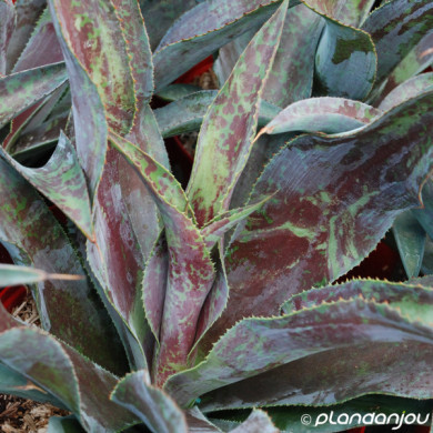 Mangave 'Mission to Mars'