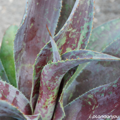 Mangave 'Mission to Mars'