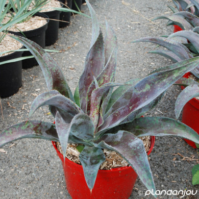 Mangave 'Mission to Mars'