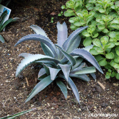 Mangave 'Silver Fox'