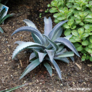 Mangave 'Silver Fox'