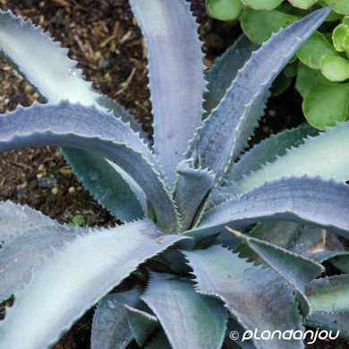 Mangave 'Silver Fox'