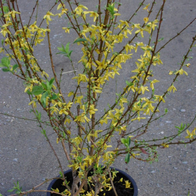 Forsythia x intermedia WEEK END® 'Courtalyn'