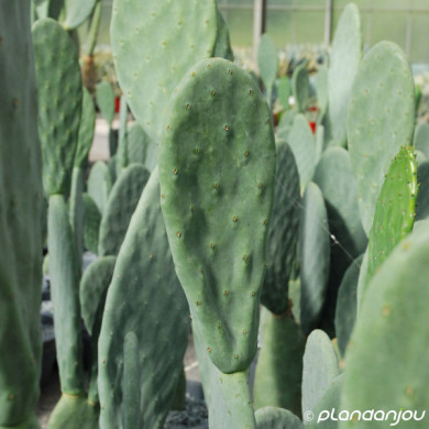 Opuntia 'Titania'