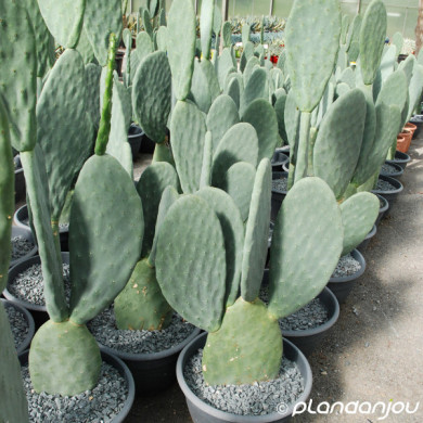 Opuntia 'Titania'