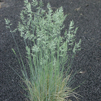 Festuca valesiaca 'Glaucantha'