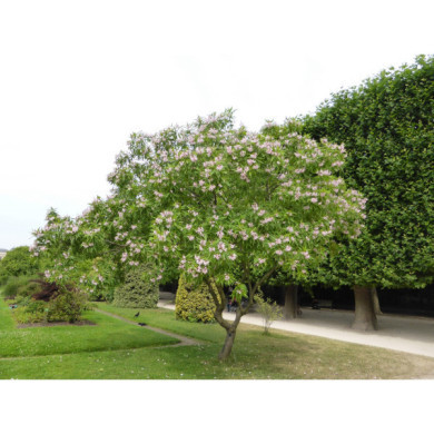 Chitalpa tashkentensis