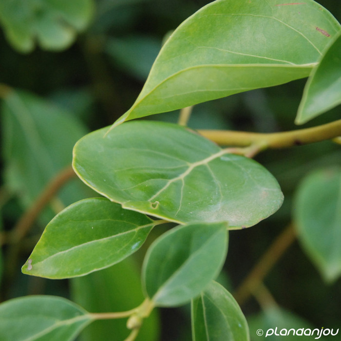 Cinnamomum camphora