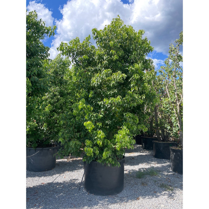 Cinnamomum camphora