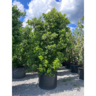 Cinnamomum camphora