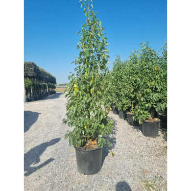Cinnamomum camphora