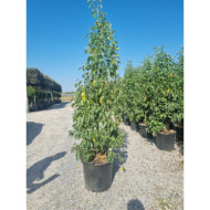 Cinnamomum camphora