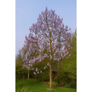 Paulownia tomentosa 'Fast Blue'