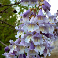 Paulownia tomentosa 'Fast Blue'