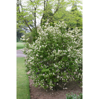 Fothergilla major
