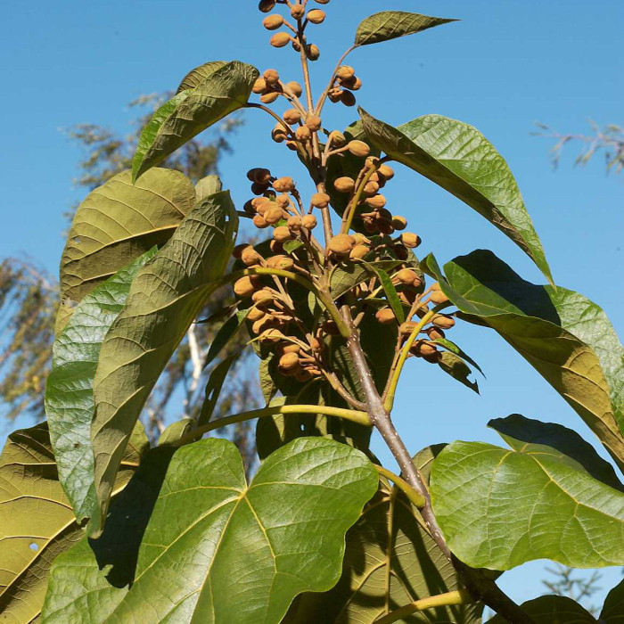 Paulownia tomentosa 'Fast Blue'