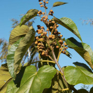 Paulownia tomentosa 'Fast Blue'
