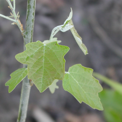 Populus alba 'Raket'
