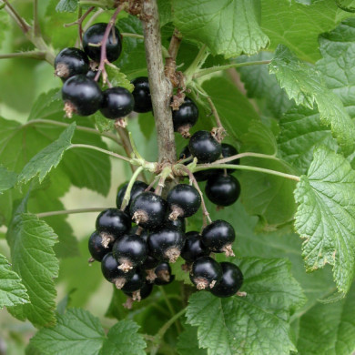 Cassissier 'Noir de Bourgogne'