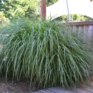 Hakonechloa macra