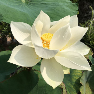Nelumbo lutea 'Flavescens'